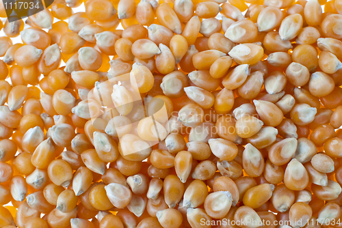 Image of Corn closeup