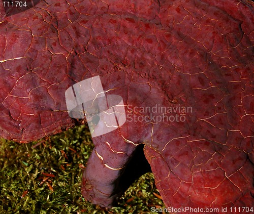 Image of red mushroom