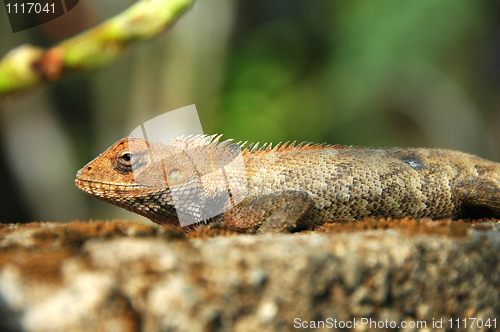 Image of Lizard