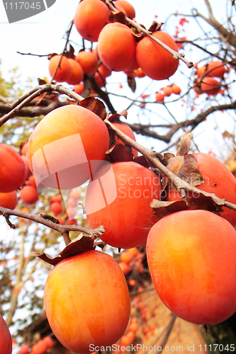 Image of Persimmons in branches