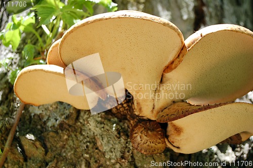 Image of tan mushrooms