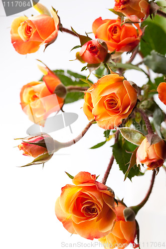 Image of Orange roses