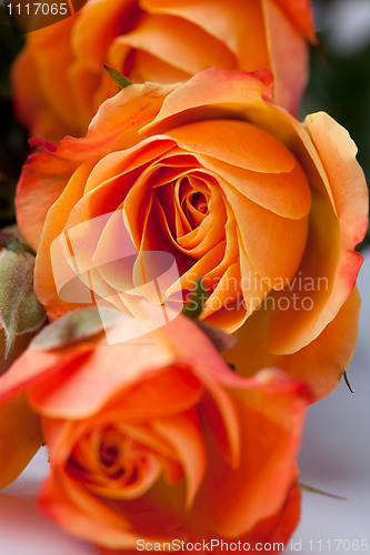 Image of Orange roses