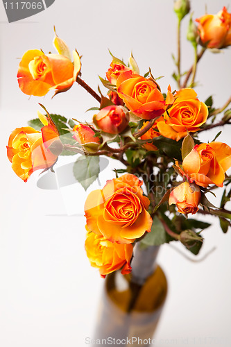 Image of Orange roses