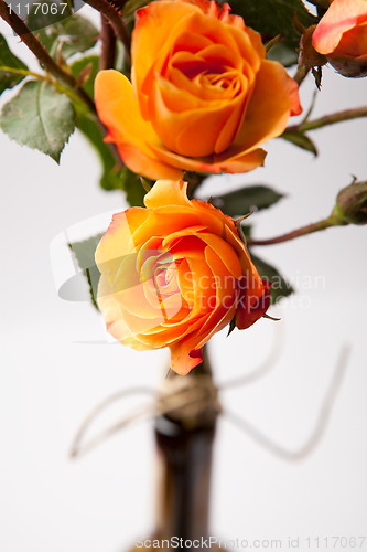 Image of Orange roses