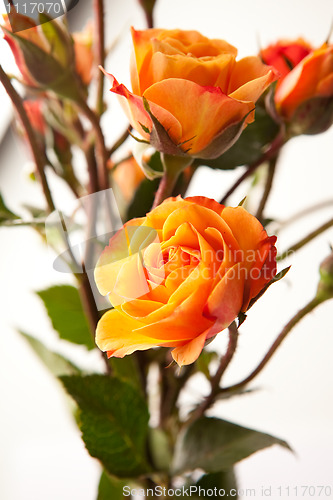 Image of Orange roses