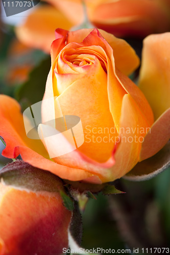 Image of Orange rose