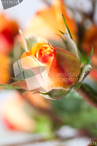 Image of Orange rose