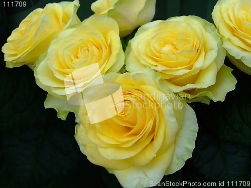 Image of Bouquet of yellow roses