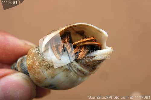 Image of Hermit crab