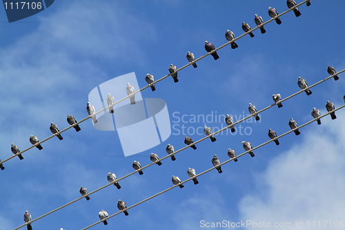 Image of Birds on wire
