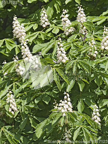 Image of Flowering chestnut