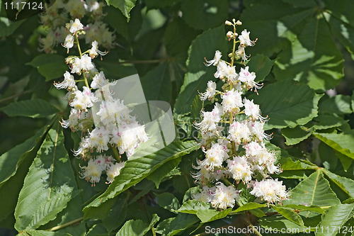 Image of Flowering chestnut