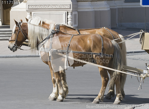 Image of Two horses in a street