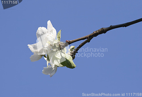 Image of Flowering apple-tree