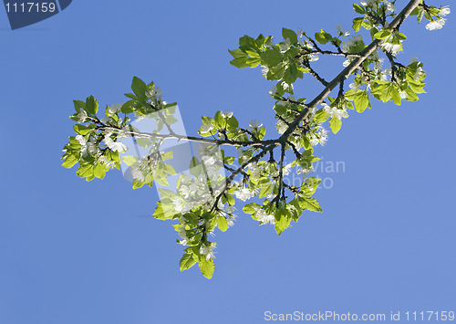 Image of Flowering apple-tree