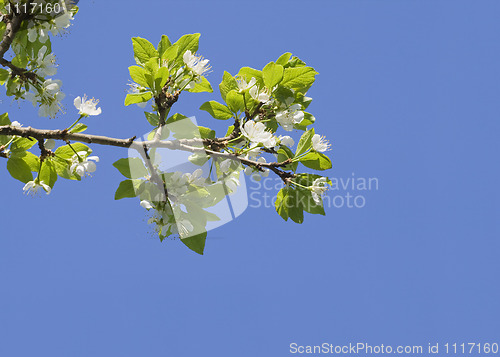 Image of Flowering apple-tree