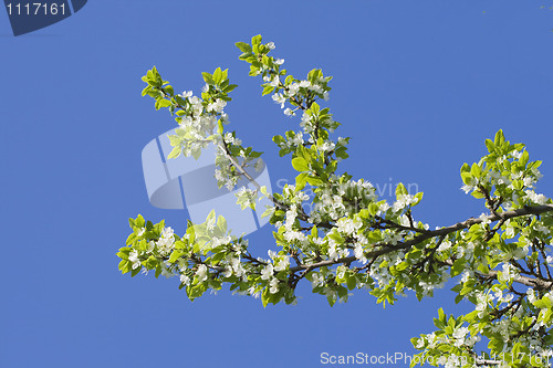 Image of Flowering apple-tree