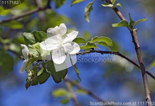 Image of Flowering apple-tree