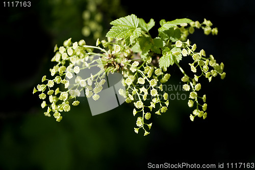 Image of Flowering currant over black