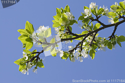 Image of Flowering apple-tree