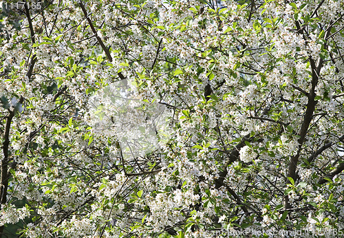 Image of Flowering apple-tree background