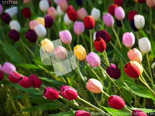 Image of Field of tulips