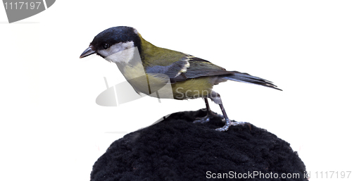 Image of Great Tit, Parus Major