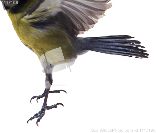 Image of Great Tit, Parus Major