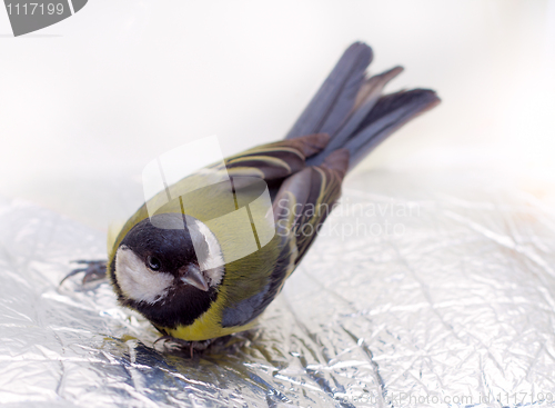 Image of Great Tit, Parus Major