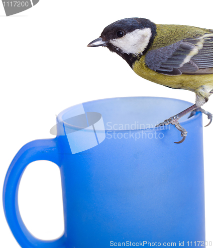 Image of Great Tit, Parus Major