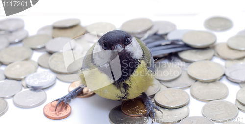 Image of Great Tit, Parus Major