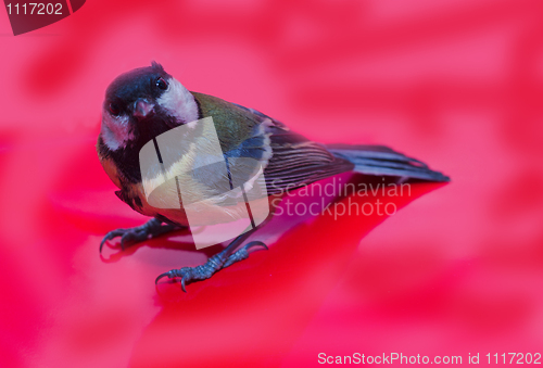 Image of Great Tit, Parus Major