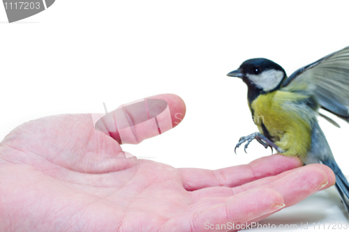 Image of The titmouse to sit down on a hand