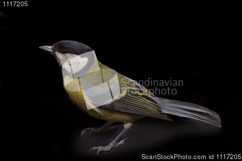 Image of Great Tit, Parus Major