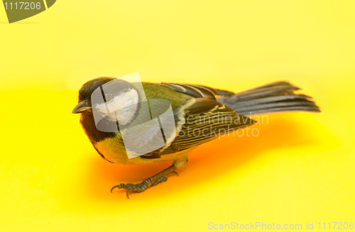 Image of Great Tit, Parus Major