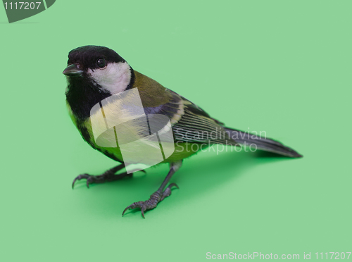 Image of Great Tit, Parus Major