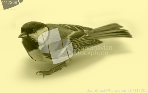 Image of Great Tit, Parus Major