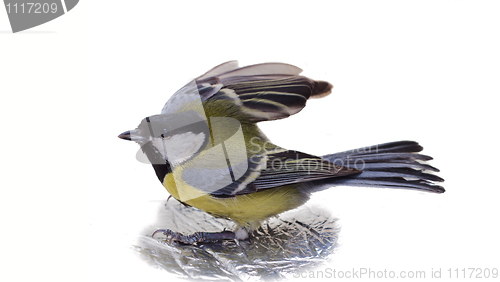 Image of Great Tit, Parus Major