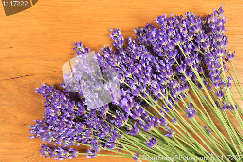 Image of Lavender