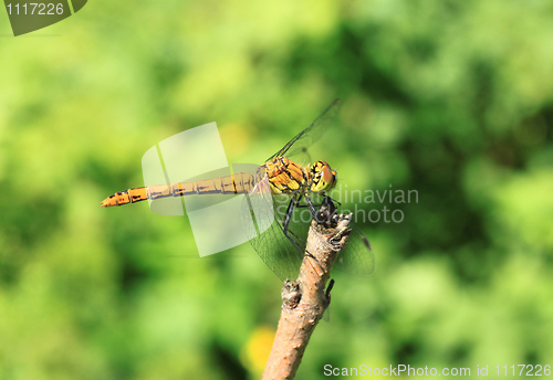 Image of Dragonfly