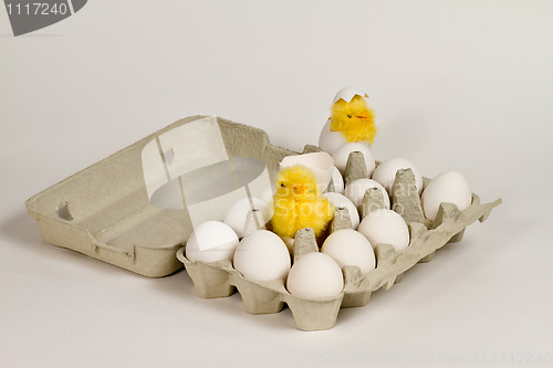 Image of Chicks in eggbox