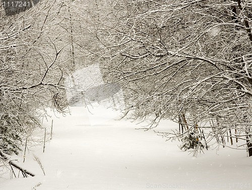 Image of Path in the Woods