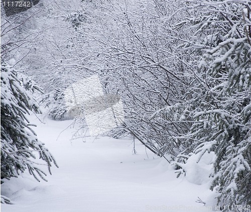 Image of Path in the Woods