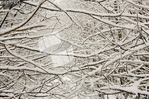 Image of Frozen Branches