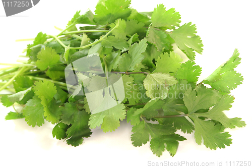 Image of Coriander