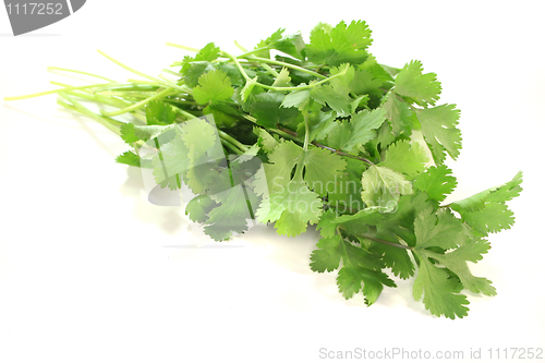 Image of Coriander
