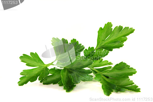 Image of Parsley
