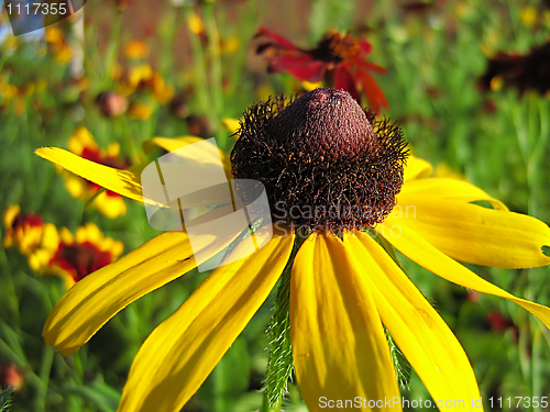 Image of Yellow Flower