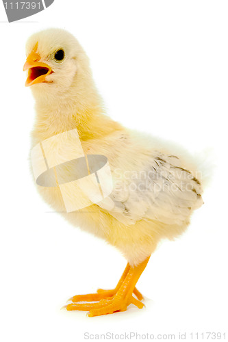 Image of Chicken